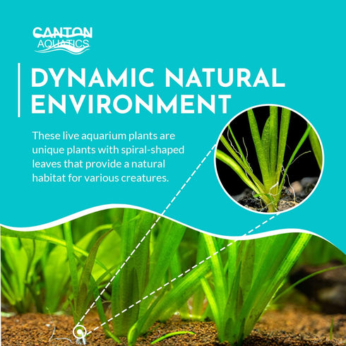 6 Pack Jungle Valisnaria Spiralis - Bare Root : Live Aquarium Plants for Healthy Aquatic Ecosystems, Excellent