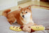 8", (5 1, Squeaky Dog Plush Toy, Bakery Bite_Stick Collection, for Small and Medium Dogs in Small)