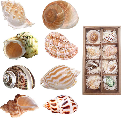 8PCS Medium to Large Hermit Crab Shells, Natural Decoration Supplies with 1"-2" Opening Size