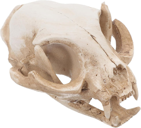 Amosfun Halloween Animal Skeleton - Scary Resin Cat Skull Model for Aquarium Fish Tank Decoration