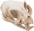 Amosfun Halloween Animal Skeleton - Scary Resin Cat Skull Model for Aquarium Fish Tank Decoration