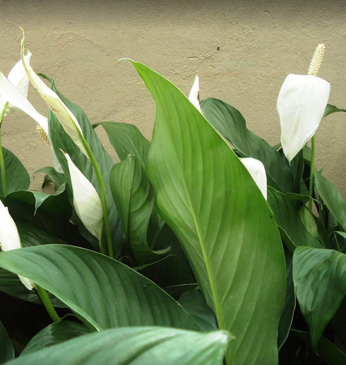 3-Pack Setup Spathiphyllum Wallisii Peace Lily Live Semi-Aquatic Plants for Terrarium Paludarium Easy