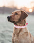 Petank Dog Collar for Small Medium Large Dogs, Bling Girl Dog Collars, Pink Rhinestone Puppy Collars (M, Pink)