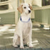 Martingale Collar, Training Dog Collar for No Pull Walking, Stainless Steel Chain Pet Collar, Flowers Design (L, Skull)