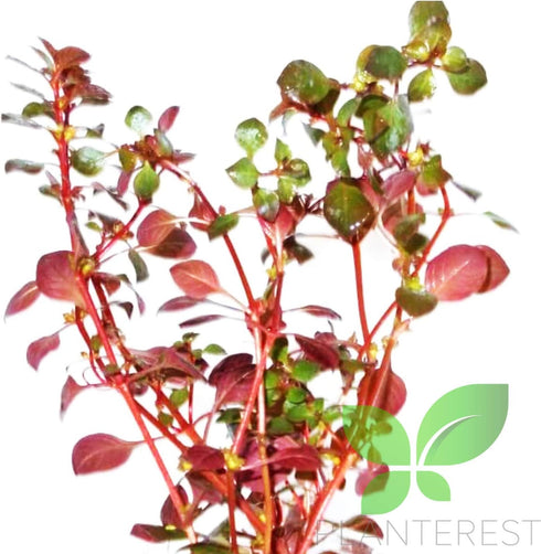 PLANTEREST BUY2GET1FREE Ludwigia Repens Super Red Mini Leaves Live Aquarium Plant Stems