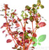 PLANTEREST BUY2GET1FREE Ludwigia Repens Super Red Mini Leaves Live Aquarium Plant Stems