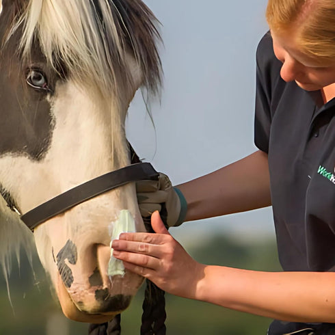 Sit Stay Forever Organic Sunscreen & Moisturizer for Horses, Sun Protection for Nose and Sensitive Skin, 4 oz