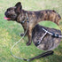 4/6FT Chew Proof Cable Slip Lead Dog Leash with Reflective Soft Nylon Handle for Small Medium Dogs Training (6ft)