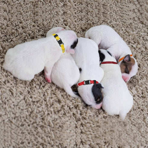 14 Pack Adjustable Puppy Collars - Breakaway Safety Whelping Collars for Small Puppies, Soft Nylon Identification