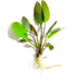 2 1 Marcus Fish Tanks Echinodorus Red Flame Sword Live Aquarium Plants Buy Get