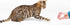 Tamu Style Cat Spring Toys - 60 Pack Playful Coils for Kittens, BPA Free Plastic for Active Healthy Play