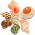 7 2-3.5". 0.5"-2" PPCLION PCS Large Medium Small Natural Hermit Crab Shells Turbo Sea Conch Shell for Dcor, Size: