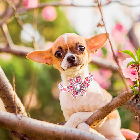Lionheart Glory Dog Collar with Flower, Pink Peach Adjustable Collar for Small Dogs, Spring Bow