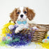 Dog Collar Easter Gift with Bow Tie - Adjustable Rabbit Egg Collar for Small Medium Large Boy & Girl Dogs (S, Neck