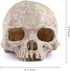 Carefree Fish Aquarium Decoration, Skull Fish Tank Head Skeleton Decorative Cave Landscape for Pet Reptile House