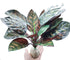 FLmoving Reptile Terrarium Decor Plants,Amphibian Habitat Decor,Artificial Plants for Tank Accessories (Calathea