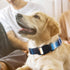 Adjustable Dog Collars for Large Dogs, Cute Blue Stripes Design for Boys, Soft Pet Collar for XS Small Medium Large