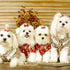 100pcs Pet Dog Bows, Bulk Dog Hair Accessories Bows with Rubber Bands 1.37x0.98 inch, Handmade Yorkie Dog Hair Grooming Small Size Bows, Mix Puppy Dog Bowknot for Small Dogs Cats