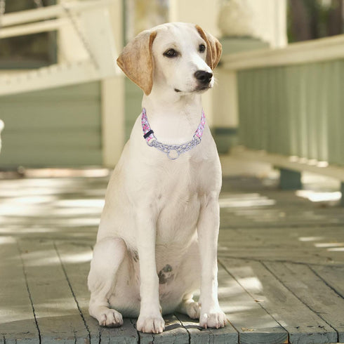 Martingale Collar: Training Dog Collar with Stainless Steel Chain for No Pull Walking (M, Peony)