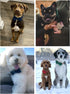 ARING PET Bowtie Dog Collar - Velvet Dog Collar with Detachable Bowtie, Cute & Comfortable, Blue Large