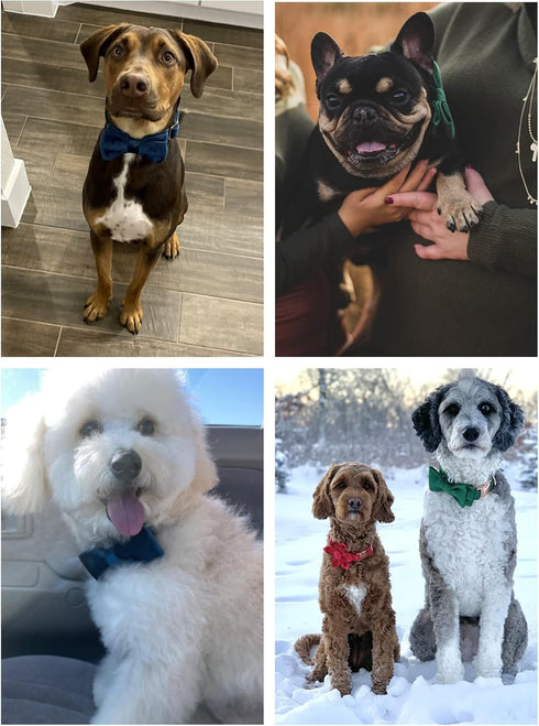 ARING PET Bowtie Dog Collar, Velvet Dog Collars with Removable Bowtie, Adjustable for Girl and Boy Dogs