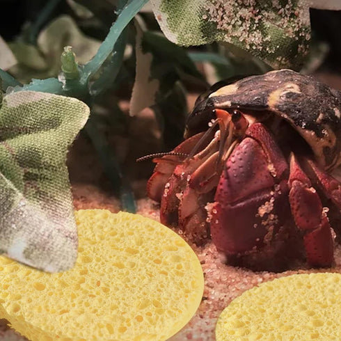 20 Pieces Hermit Crab Sponges, Real Sea Sponges in Yellow for Pet Hermit Crab Tank Humidity Supplies