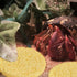 20 Pieces Hermit Crab Sponges, Real Sea Sponges in Yellow for Pet Hermit Crab Tank Humidity Supplies