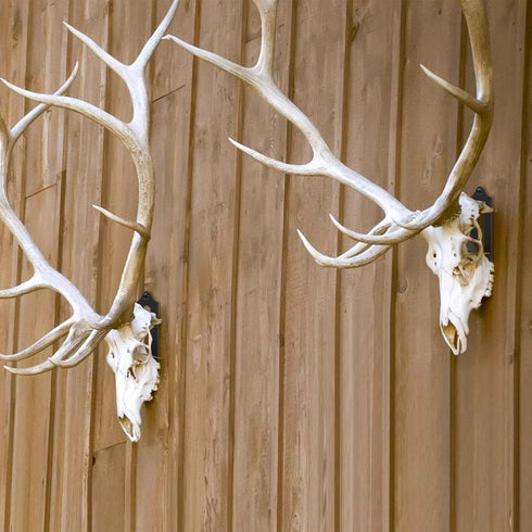 Qonutoci 4 Pack 4.1"x1.4" 100% European Mount Skull Hanger, Stainless Steel, Stainless Steel, Wall Mount, Industrial