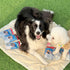 10 Pack (60.87oz) SuperPaw Pet Milk Lactose-Free Dog & Cat Milk for All Breeds and Ages, Easy to Digest, Liquid Formula