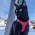 Voyager Step-In Air Dog Harness - All Weather Mesh, Reflective, No Pull for Small, Medium Dogs, Cats - Red/Black Trim, M