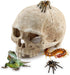 Aquarium Resin Skull for Aquarium Decoration and Reptile House Cave