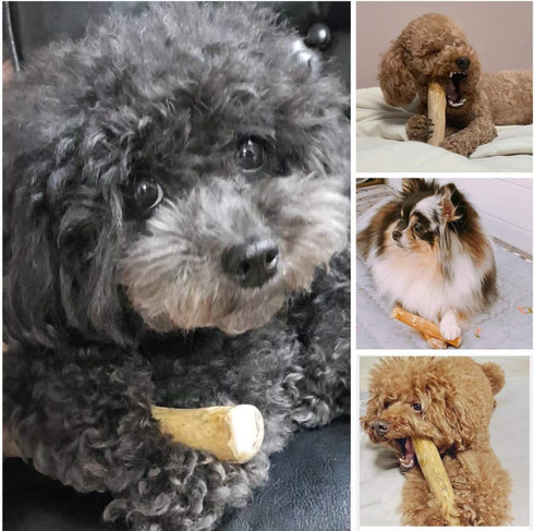 WoofWood Dog Chew Sticks