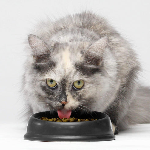 Open Farm Homestead Turkey & Chicken Grain-Free Dry Cat Food, Wild-Caught Fish Recipe, Non-GMO Superfoods, 8 lbs