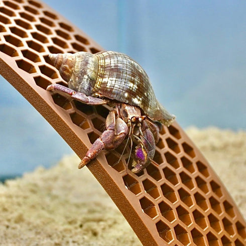 Lucky Critter Hermit Crab Ladder Ramp Climbing Toy | Hermit Crab Tank Enrichment Decor | Hermit Crab Decoration