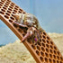 Lucky Critter Hermit Crab Ladder Ramp Climbing Toy | Hermit Crab Tank Enrichment Decor | Hermit Crab Decoration