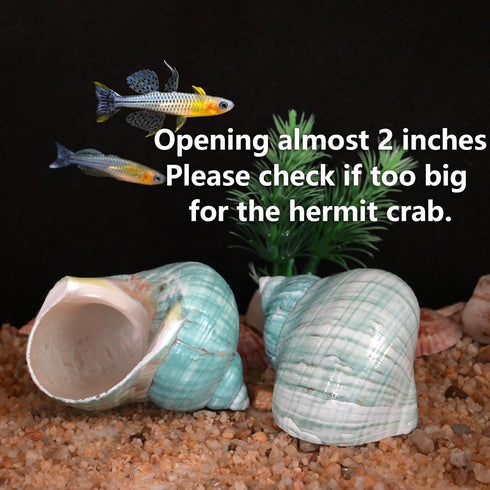 2pcs 1.8-2", (2pcs Big Hermit Crab Shells, XL Size Large Conch Opening Natural Sea Turbo Seashells for Hermit Crab