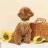 Spring Dog Collar - Sunflower Bowtie Pet Collar, Adjustable for Small Dogs