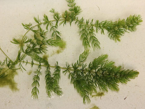 2 1 Marcus Fish Tanks Hornwort Coontail Ceratophyllum Easy Live Aquarium Plant Oxygenating Pond Plant Buy GET Extra