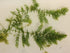 2 1 Marcus Fish Tanks Hornwort Coontail Ceratophyllum Easy Live Aquarium Plant Oxygenating Pond Plant Buy GET Extra