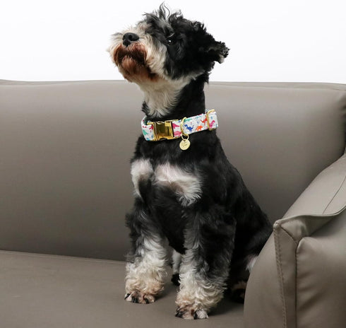 Dinosaur Summer Cotton Dog Collar with Metal Buckle, Gift Collar for Small Medium Large Dogs, Cute Durable Comfortable