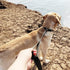 10FT Traffic Leash with 2 Handles, Reflective Dog Leash for Large Medium Dogs and Pullers