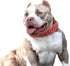 Hoot PU Leather Adjustable Spiked Studded Dog Collar - 2" Wide with 43 Spikes (L, Neck 21"-24", Red)