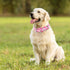 Martingale Collar for Dogs, Adjustable Pink Flowers Design, No Slip Collar for Large Medium Small Girl Dogs (S)
