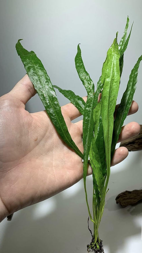 Generic 2 1 Java Fern Microsorum Pteropus Easy Low Light Live Aquarium Plant - Buy Get