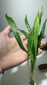 Generic 2 1 Java Fern Microsorum Pteropus Easy Low Light Live Aquarium Plant - Buy Get