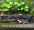 3.5" Shrimp Guard to Prevent Predator Fish. Aquarium Shrimp Protector. Ultimate Breeding Protection in Betta Tank.