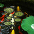 5pcs Aquarium Floating Plant Rings, Foam Floating Plant Corral, Fish Feeding Rings for Keeping Plants in Place (Black)