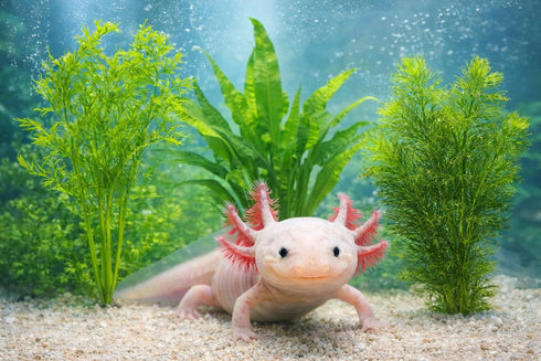 3 CO2 (3) Axolotl Live Plants Bundle - Species Starter Kit | Java Fern, Hornwort & Water Sprite - Cold Water Safe, No