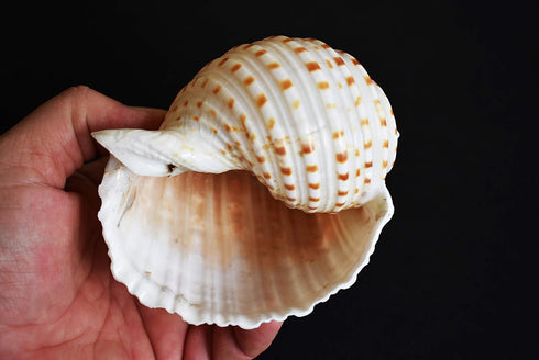 Florida Shells and Gifts Inc. Set 2 3 1/2"-4" of Beautiful Tonna Tesselata Spotted Tun Shells Hermit Crab Natural Large