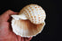 Florida Shells and Gifts Inc. Set 2 3 1/2"-4" of Beautiful Tonna Tesselata Spotted Tun Shells Hermit Crab Natural Large